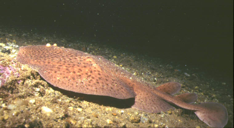 Torpedo torpedo (Torpedine occhiuta)